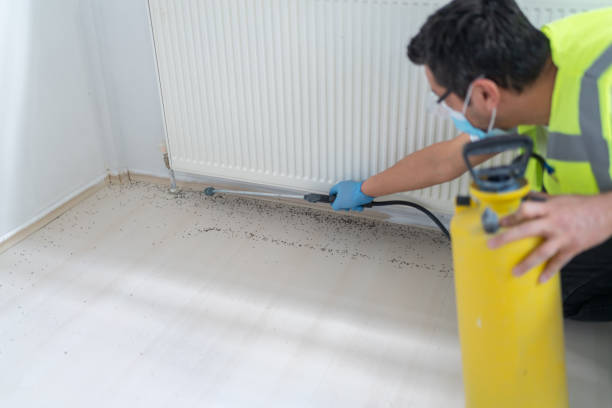 Best Ant Control Services  in Odessa, MO